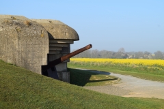 The German guns at Longues Sur Mer among a field of yellow flowers