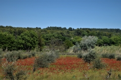 Poppies among the olive grove