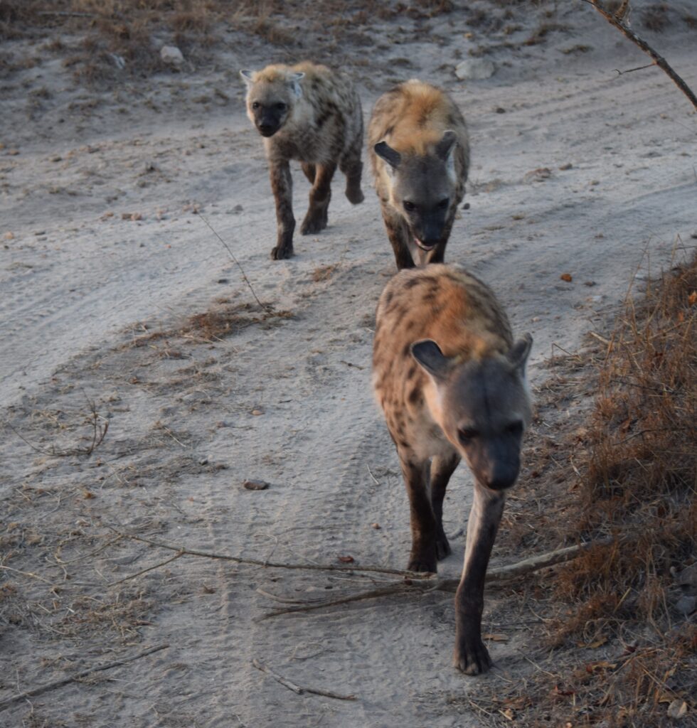 A pack of Hienas on patrol