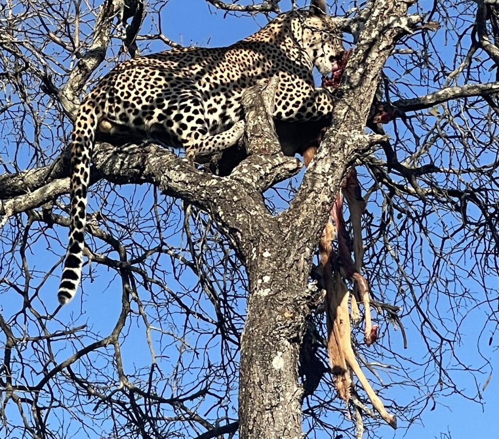 Leopard helping an Impala climb a tree